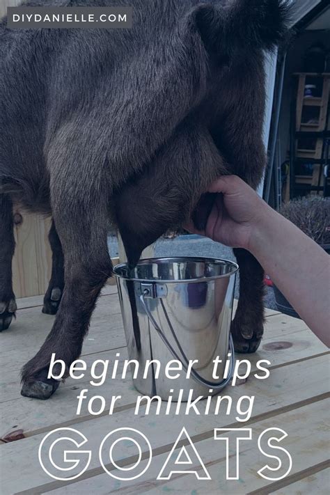 prostate milking|A Beginner’s Guide to Prostate Milking